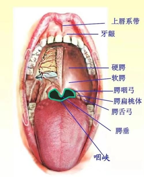 澳门研究生一码资料,和舌根和牙龈被缝一起与舌根和牙龈被缝一起怎么办
