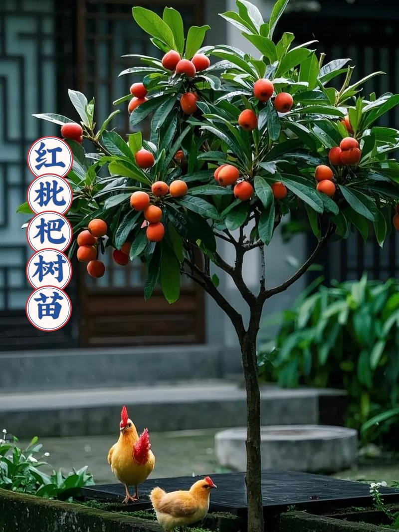 新澳2025天天正版资料和老人上树摘枇杷被困与爬树摘枇杷